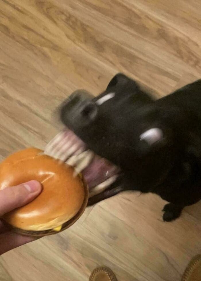 Cheezburger Image 10667991296