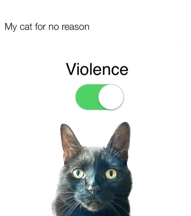 My cat for no reason Violence