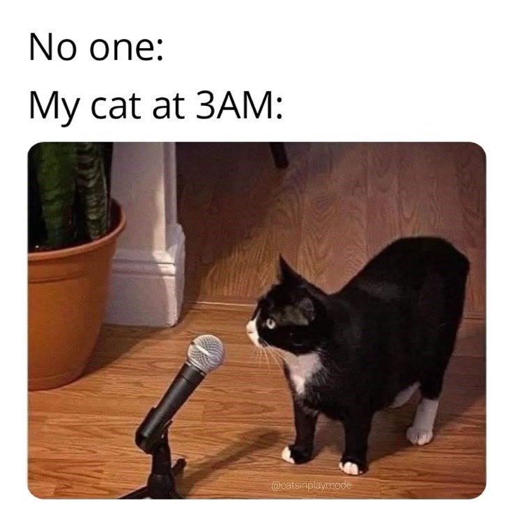 No one: My cat at 3AM: @catsinplaymode