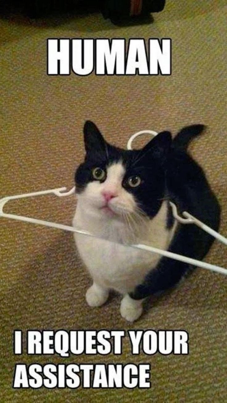 HUMAN I REQUEST YOUR ASSISTANCE