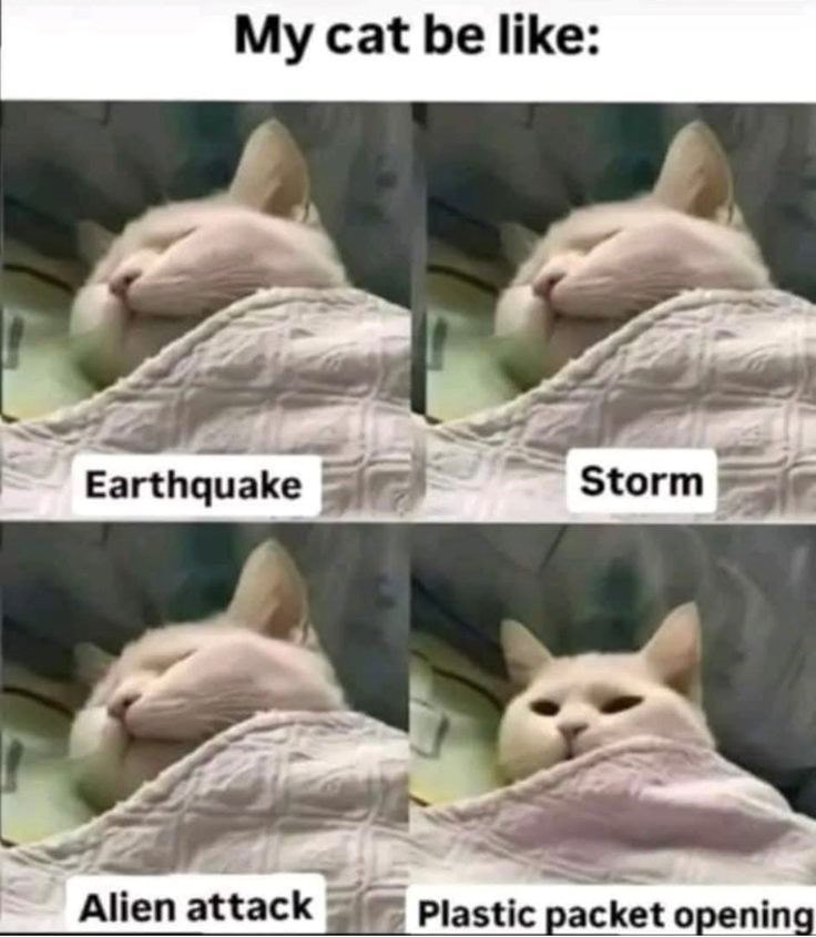 My cat be like: Earthquake Storm Alien attack Plastic packet opening