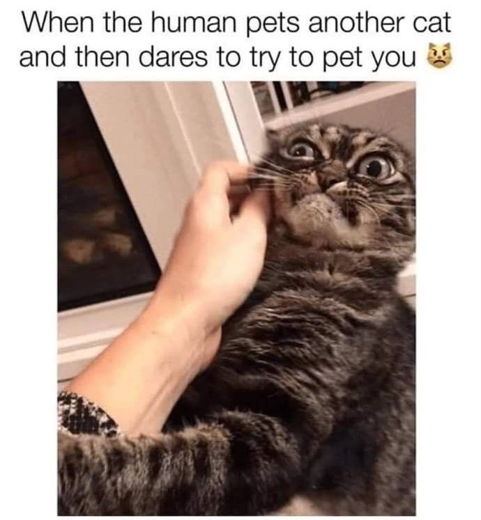 When the human pets another cat and then dares to try to pet you