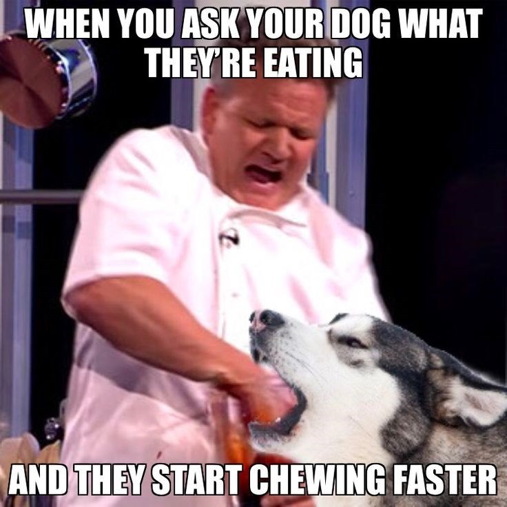 WHEN YOU ASK YOUR DOG WHAT THEY'RE EATING AND THEY START CHEWING FASTER