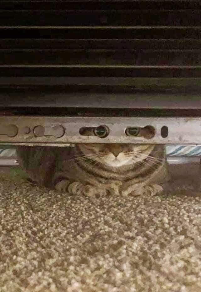 CO
