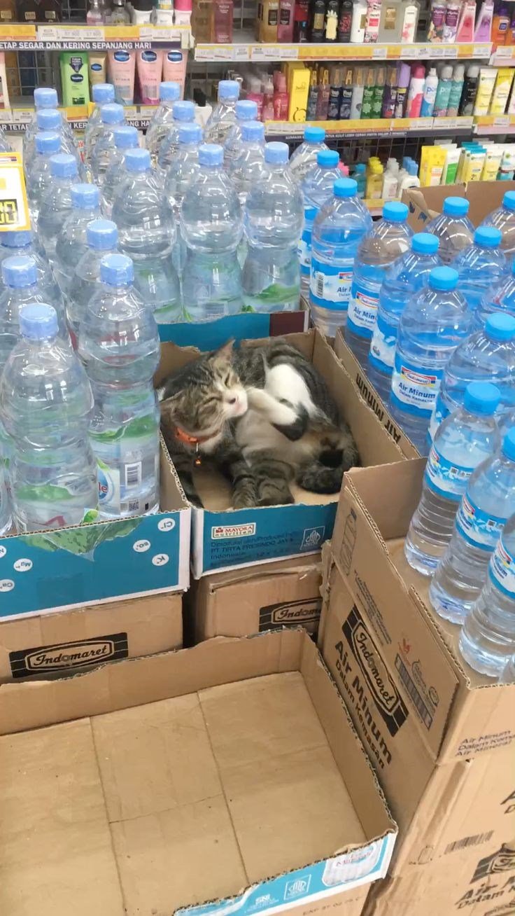 ETAP SEGAR DAN KERING SEPANJANG HARI R TETA KEP ANG HA Indomaret Diportal vein Producthy PT TIRTA FRESNOQ JAYA Indom Air i Air Min Air Minum Air Minum Indomaret Air Minum Air MOTT Air Ma Dalam A