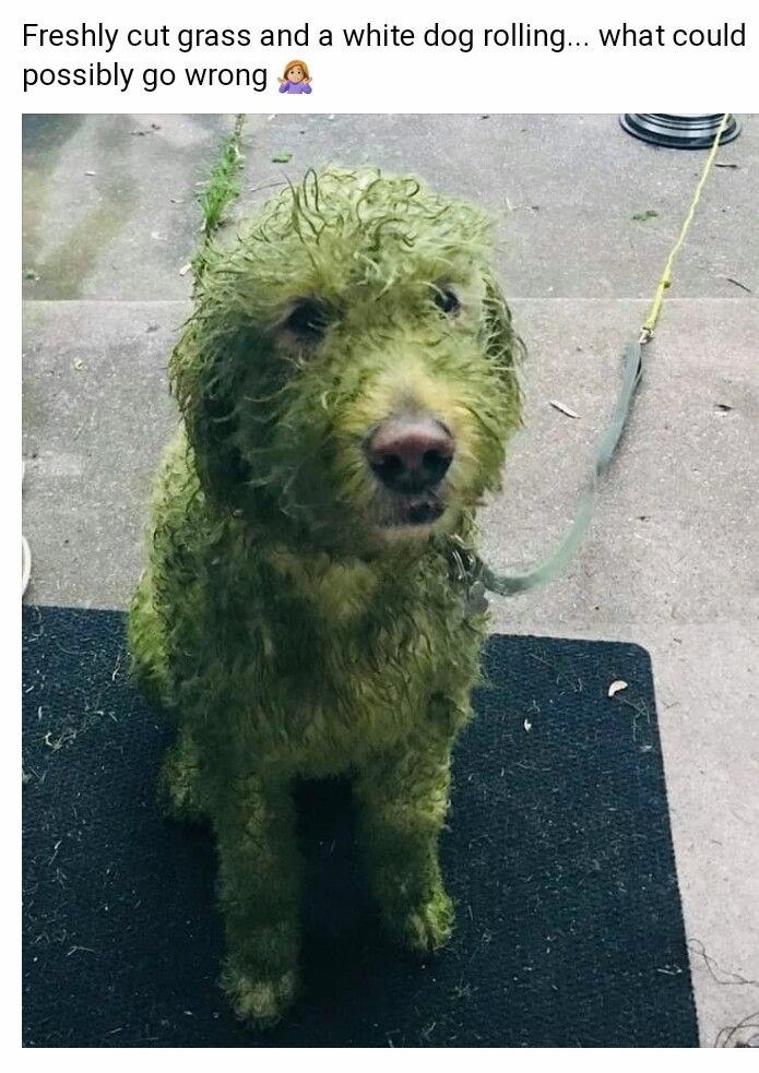 Freshly cut grass and a white dog rolling... what could possibly go wrong