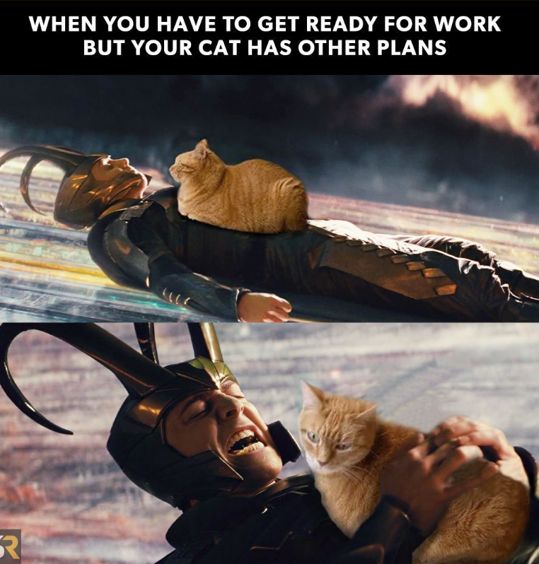R WHEN YOU HAVE TO GET READY FOR WORK BUT YOUR CAT HAS OTHER PLANS