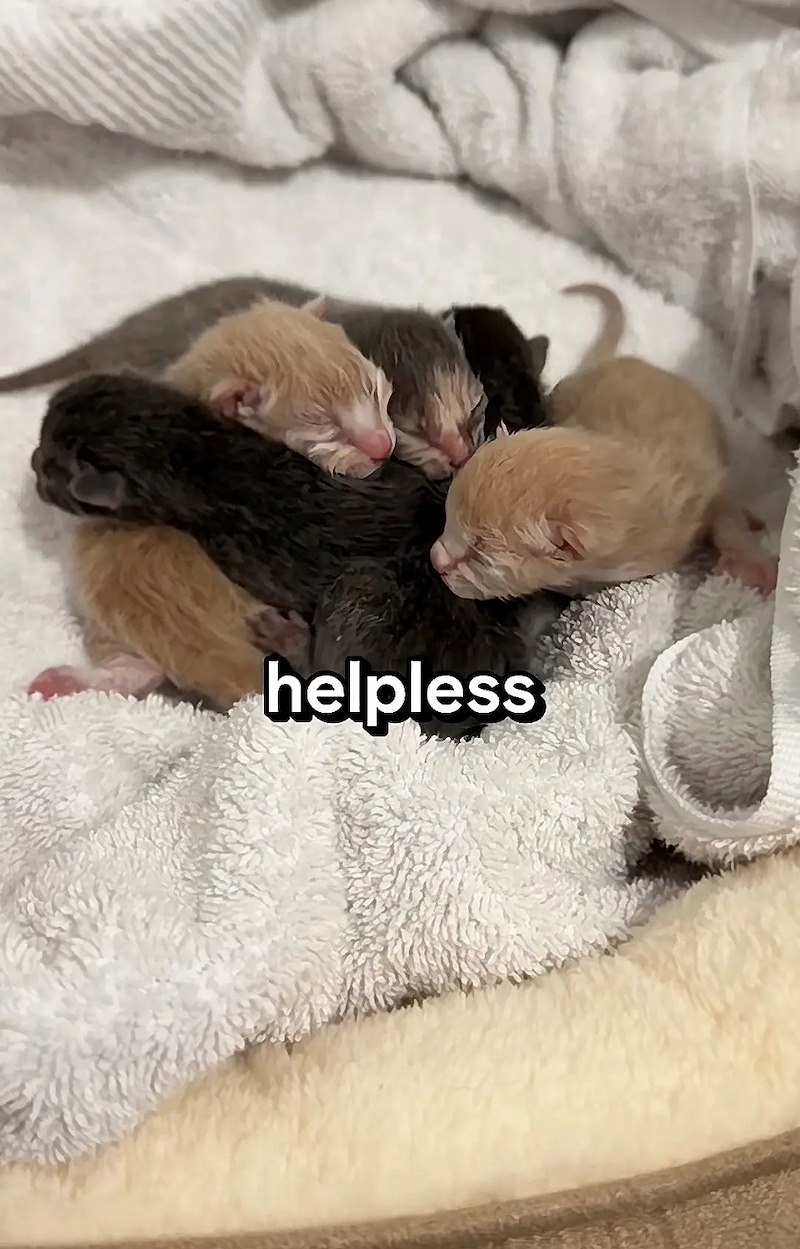 helpless