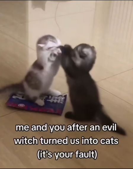 me and you after an evil witch turned us into cats (it's your fault)