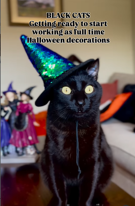 BLACK CATS Getting ready to start working as full time Halloween decorations