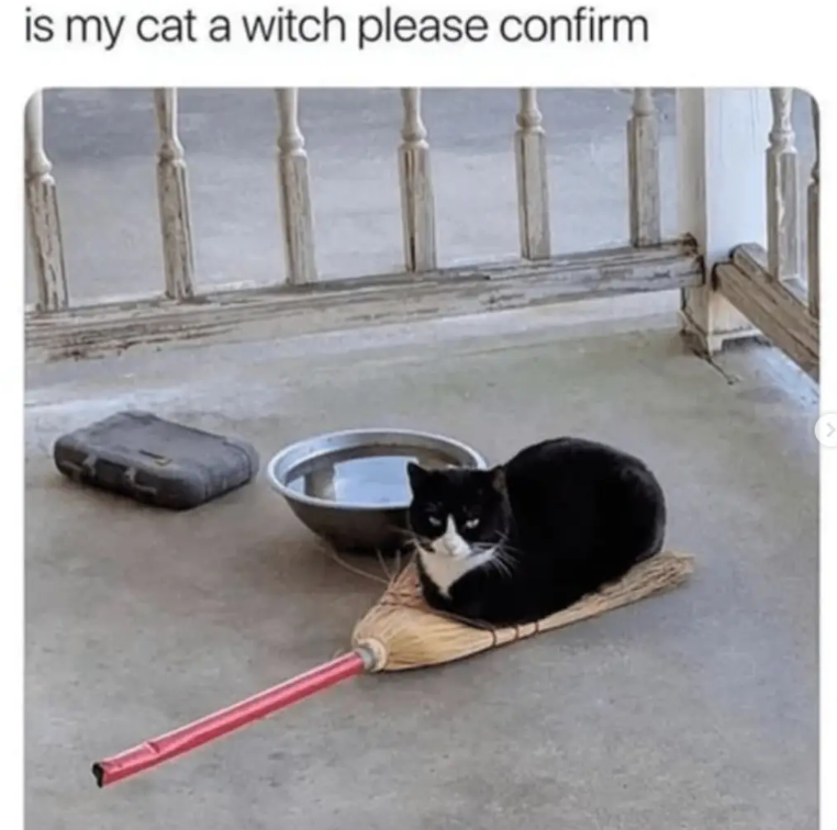 is my cat a witch please confirm