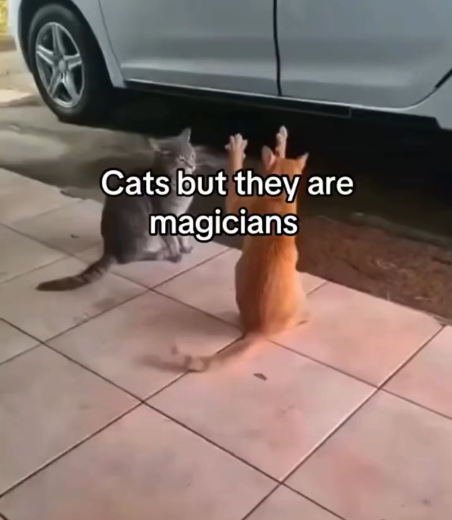 Cats but they are magicians