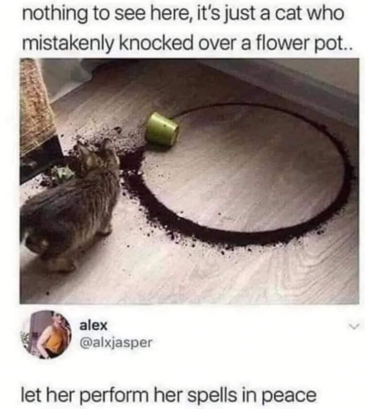 nothing to see here, it's just a cat who mistakenly knocked over a flower pot.. alex @alxjasper let her perform her spells in peace