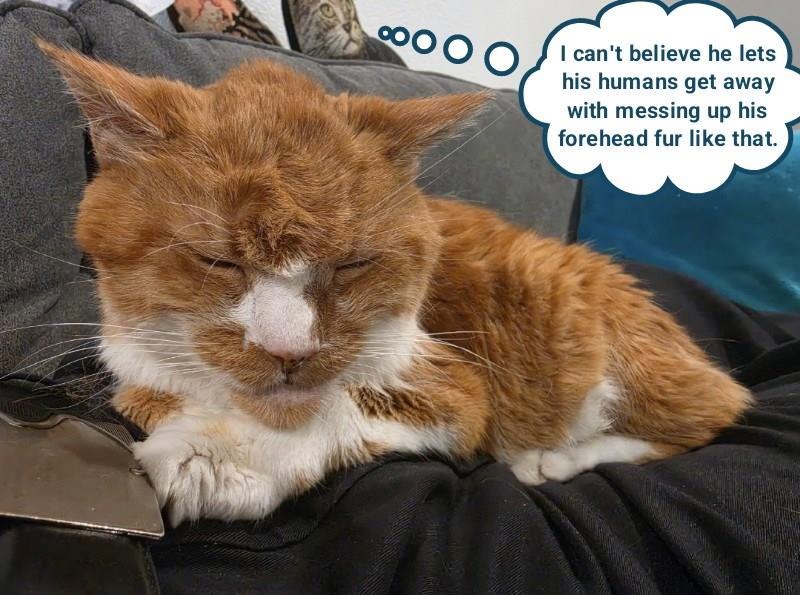OOOO I can't believe he lets his humans get away with messing up his forehead fur like that.