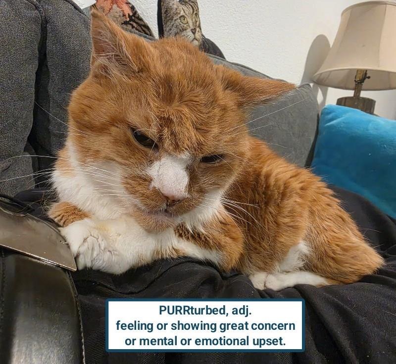 PURRturbed, adj. feeling or showing great concern or mental or emotional upset.