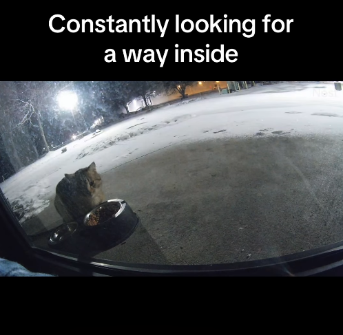 Constantly looking for a way inside
