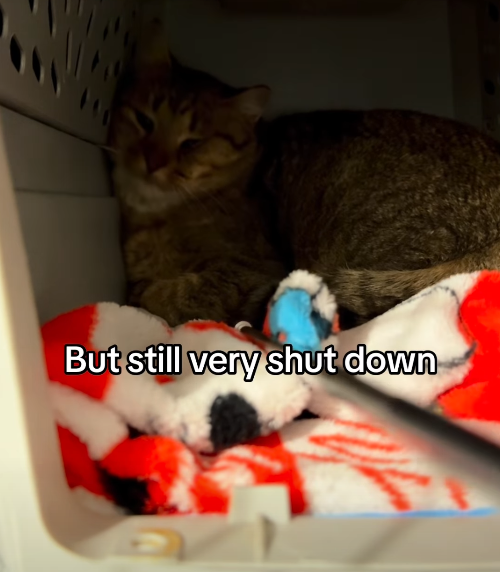 But still very shut down