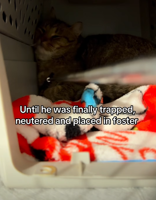 Until he was finally trapped, neutered and placed in foster
