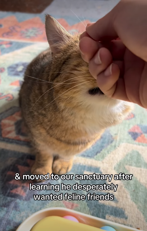 & moved to our sanctuary after learning he desperately wanted feline friends