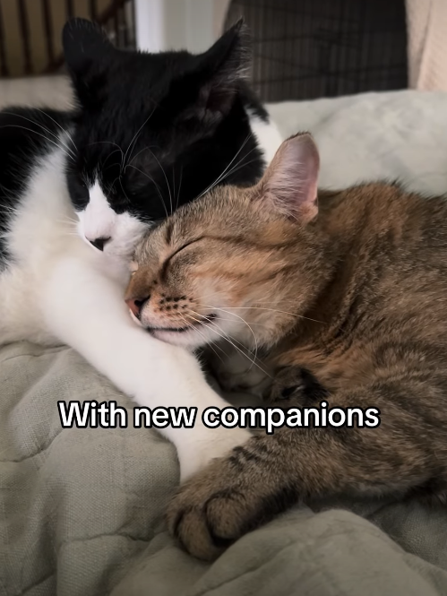 With new companions