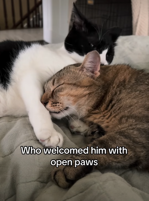 Who welcomed him with open paws