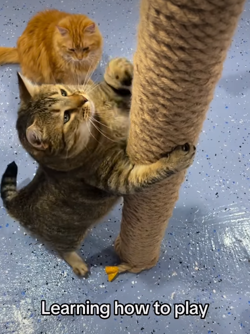Learning how to play