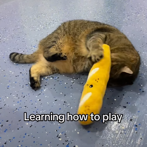 Learning how to play