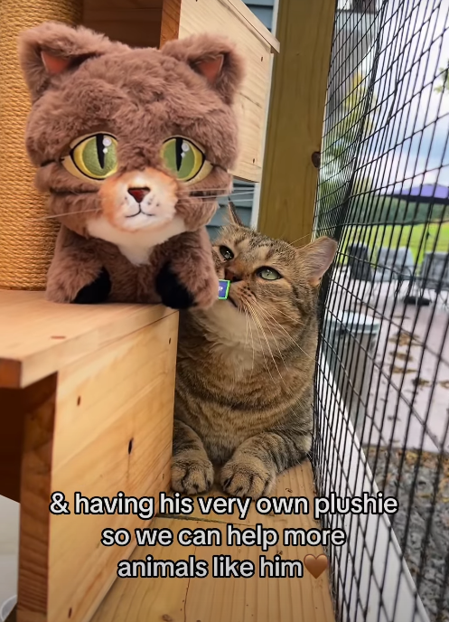 & having his very own plushie so we can help more animals like him
