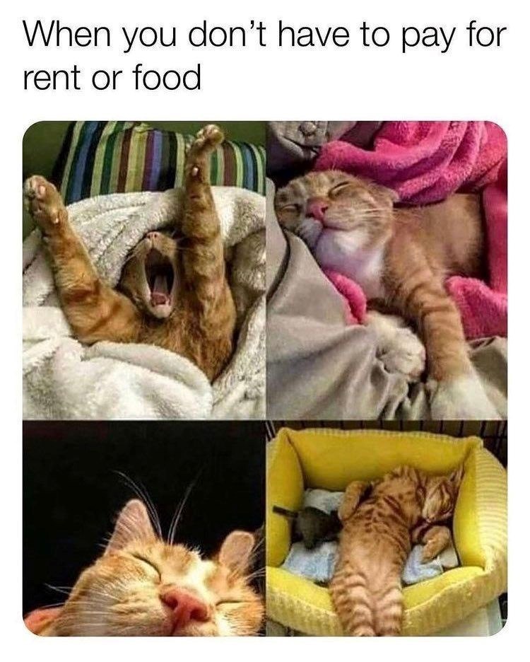When you don't have to pay for rent or food