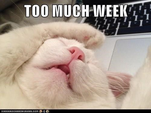 TOO MUCH WEEK ICANHASCHEEZBURGER.COM