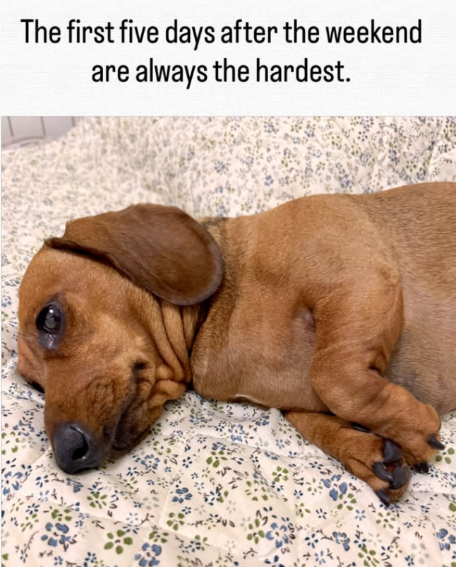 The first five days after the weekend are always the hardest.