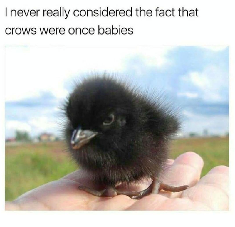 I never really considered the fact that crows were once babies