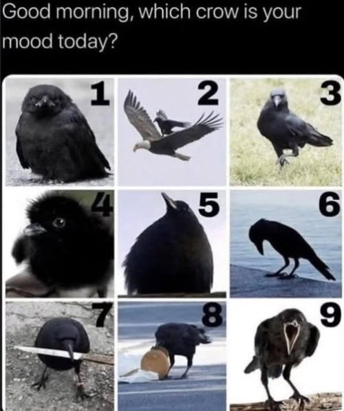 Good morning, which crow is your mood today? 1 2 3 5 6 8 9
