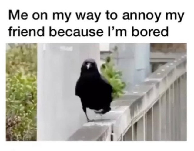 Me on my way to annoy my friend because I'm bored