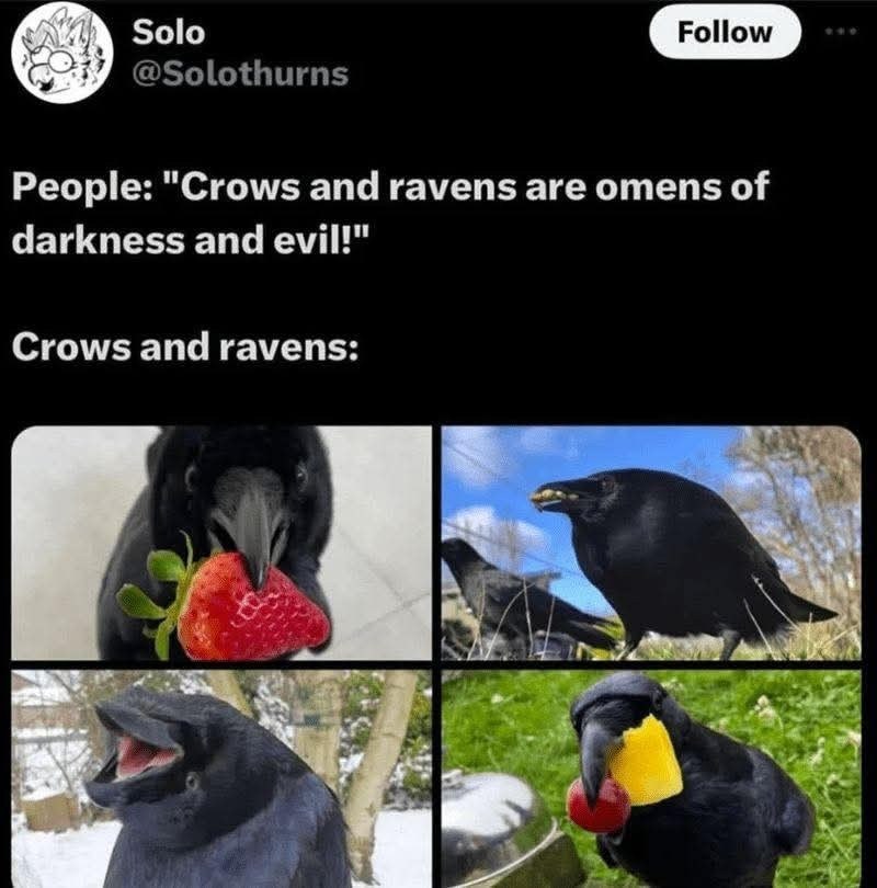 Solo @Solothurns Follow People: "Crows and ravens are omens of darkness and evil!" Crows and ravens: