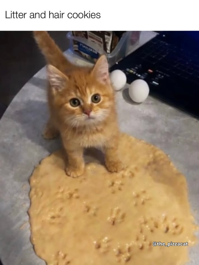 Litter and hair cookies @the_pizzacat
