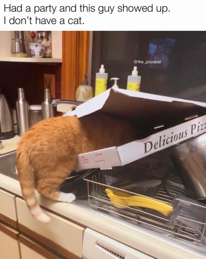 Had a party and this guy showed up. I don't have a cat. @the_pizzacat Delicious Pizz