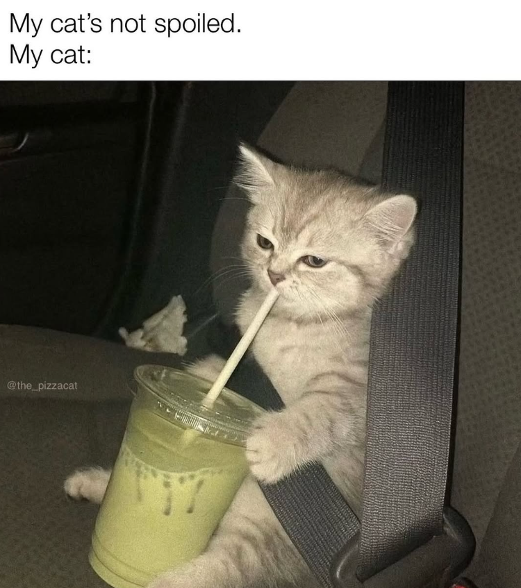 My cat's not spoiled. My cat: @the_pizzacat