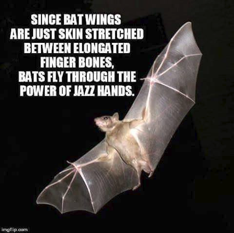 SINCE BAT WINGS ARE JUST SKIN STRETCHED BETWEEN ELONGATED FINGER BONES, BATS FLY THROUGH THE POWER OF JAZZ HANDS. imgflip.com