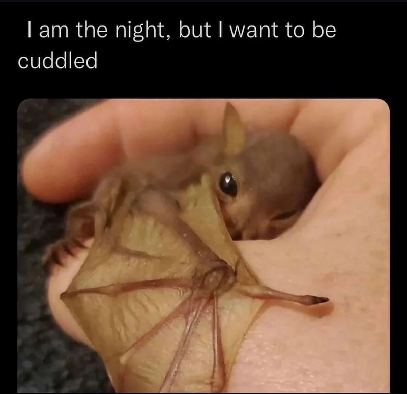 I am the night, but I want to be cuddled