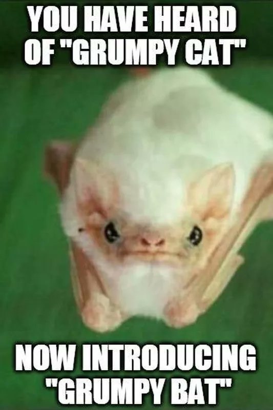 YOU HAVE HEARD OF "GRUMPY CAT" NOW INTRODUCING "GRUMPY BAT"