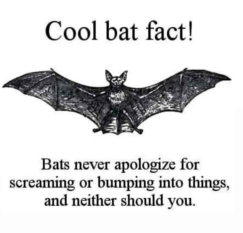 Cool bat fact! Bats never apologize for screaming or bumping into things, and neither should you.