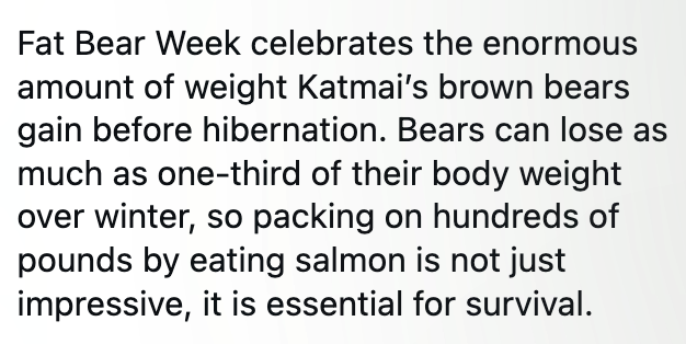 Fat Bear Week celebrates the enormous amount of weight Katmai's brown bears gain before hibernation. Bears can lose as much as one-third of their body weight over winter, so packing on hundreds of pounds by eating salmon is not just impressive, it is essential for survival.
