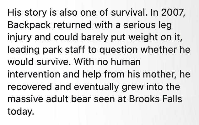His story is also one of survival. In 2007, Backpack returned with a serious leg injury and could barely put weight on it, leading park staff to question whether he would survive. With no human intervention and help from his mother, he recovered and eventually grew into the massive adult bear seen at Brooks Falls today.