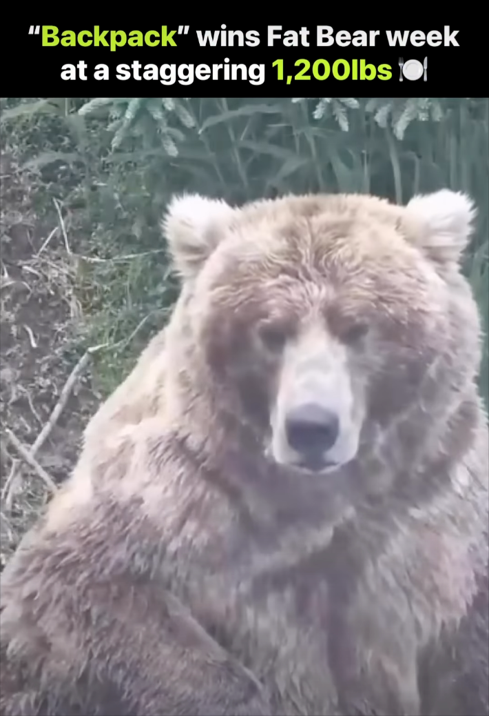 "Backpack" wins Fat Bear week at a staggering 1,200lbs ●
