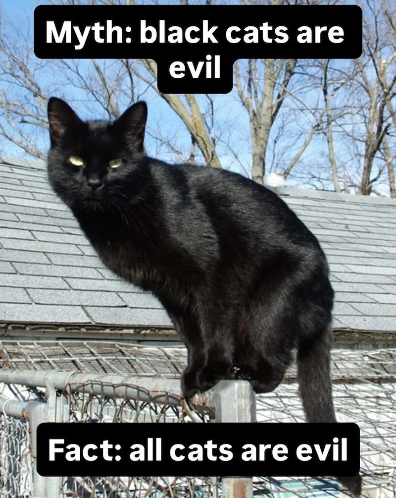 Myth: black cats are evil Fact: all cats are evil