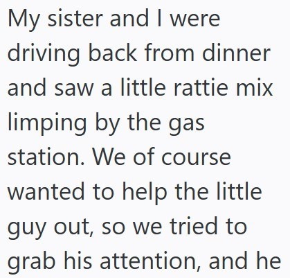 My sister and I were driving back from dinner and saw a little rattie mix limping by the gas station. We of course wanted to help the little guy out, so we tried to grab his attention, and he