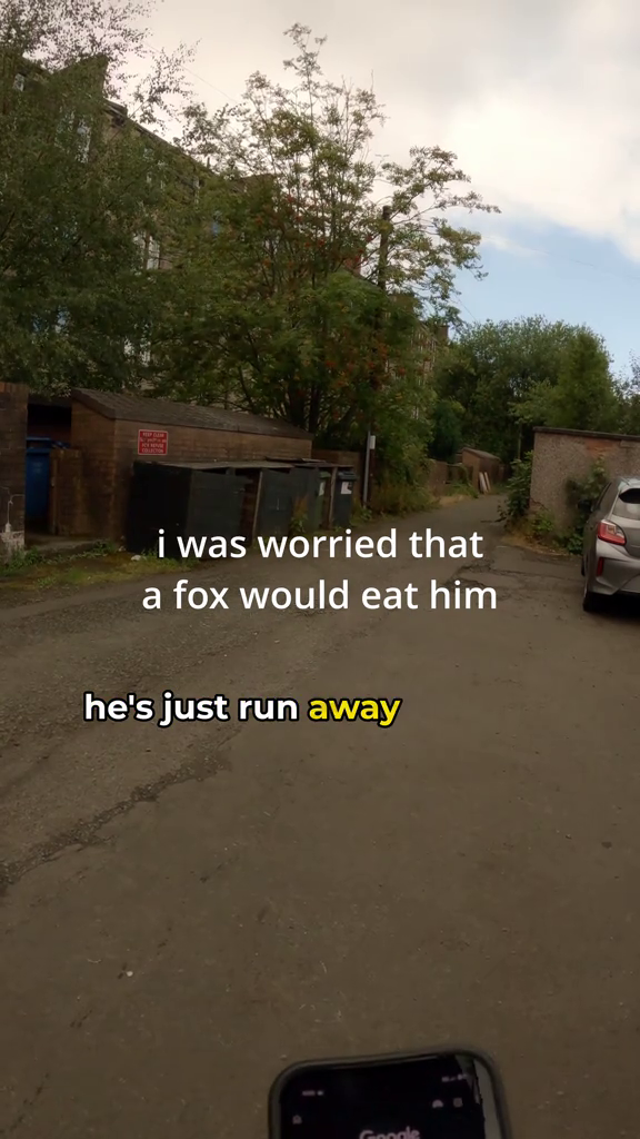 i was worried that a fox would eat him he's just run away