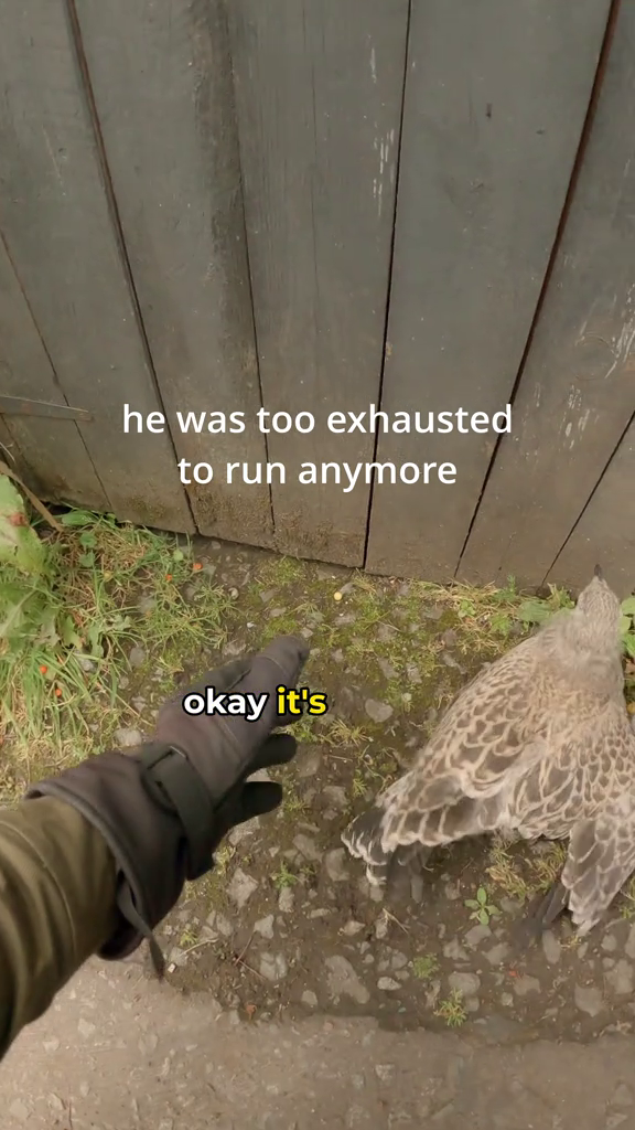 he was too exhausted to run anymore okay it's