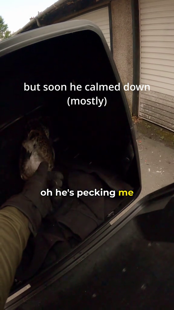 but soon he calmed down (mostly) oh he's pecking me